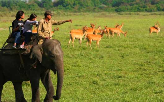 elephant-safari