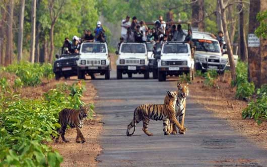 jeep-safari